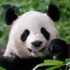 动物密码