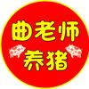 曲老师养猪