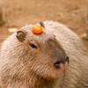 Capybara Bro