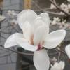 小小酥