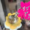 子不语