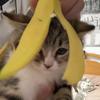 碎嘴懒猫