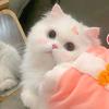 我不是猪骨