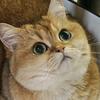 Oliver