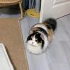 秃尾巴猫。