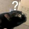 啊？？？