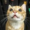 QQ猫