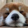 究极霸王超级早柚
