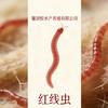 强哥红线虫养殖基地