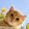 六六爱养猫