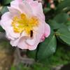 木兰兰花
