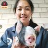 养猪傣妹