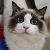 不爱吃猫条