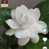 老韭菜铺子