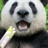 熊猫吃竹笋