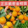脆蜜金桔苗韦总