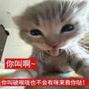 喵喵喵？