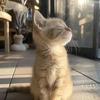 小猫猫