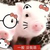 世界上最可爱的猪