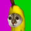 香蕉猫meme剧场
