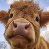 卖🐂🐏肉的小老弟