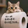 爱唱歌的猫