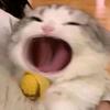小z努力肝