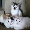 猫猫今天玩什么😳😳😳