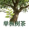 单枞树1497.8茶
