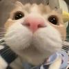 小小七的猫meme小剧场
