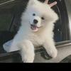 小张淘犬🐶