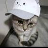 猫meme研究所（求关注）