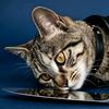 绝世馋猫刘耗杀（豆沙）
