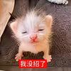 我没招了