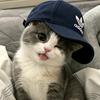猫猫头