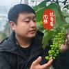 沈强说葡萄（葡满满）