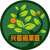 椰箩兴苗阁果树苗木专卖店