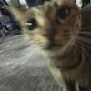 小琳的实况