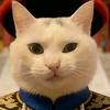 猫me哇哇