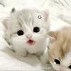 @@lD梨悠