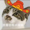 喵晚安