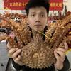 晓峰（减肥逆袭中）