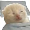 八宝粥的猫meme