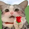 猫猫猫meme