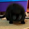 猫隠し