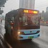 龙黄公路的黄桷树