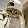 懒猫