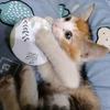 猫猫社交