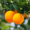 一颗爱跳舞的橙
