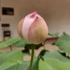 好茗芮